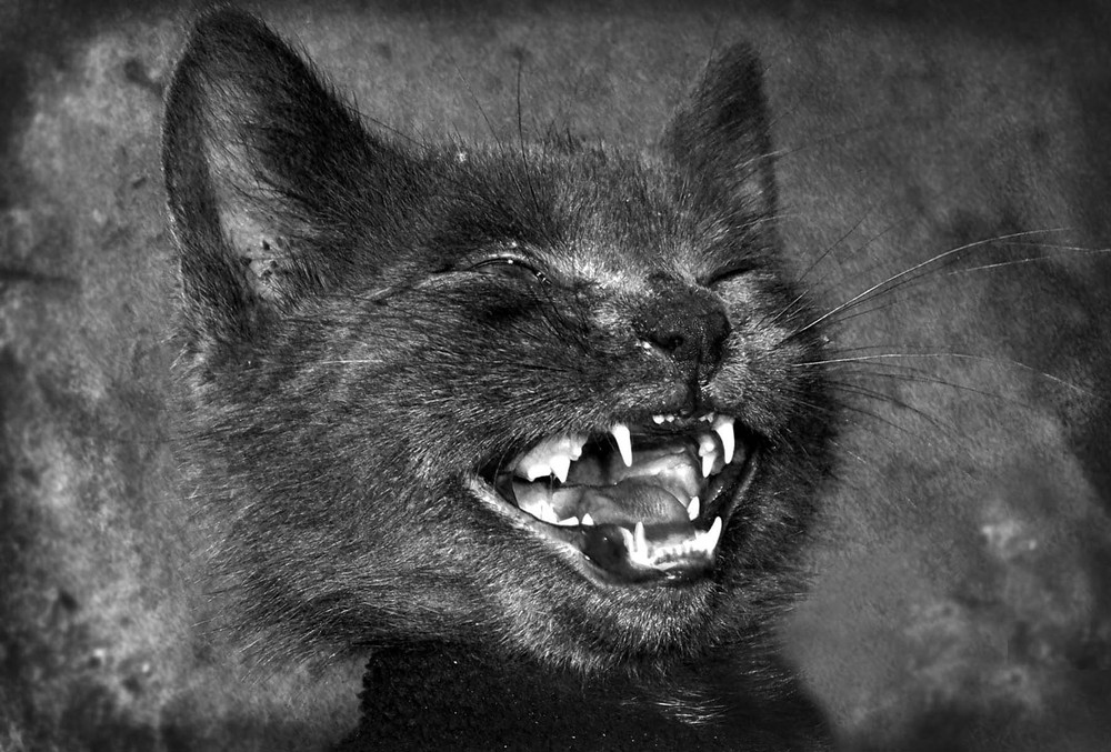 Фотографія Животные / РоманКо / photographers.ua