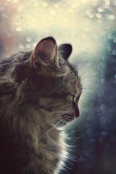 Фотографія просто грустный портрет маленькой кошки / Kleo / photographers.ua
