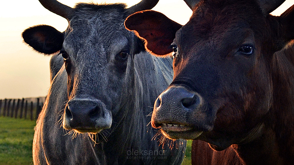 Фотографія .. эй, трава есть? / Александр Котельницкий / photographers.ua