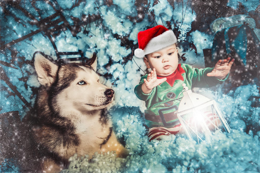 Фотографія Кращий друг... / Александр Пшевлоцкий / photographers.ua