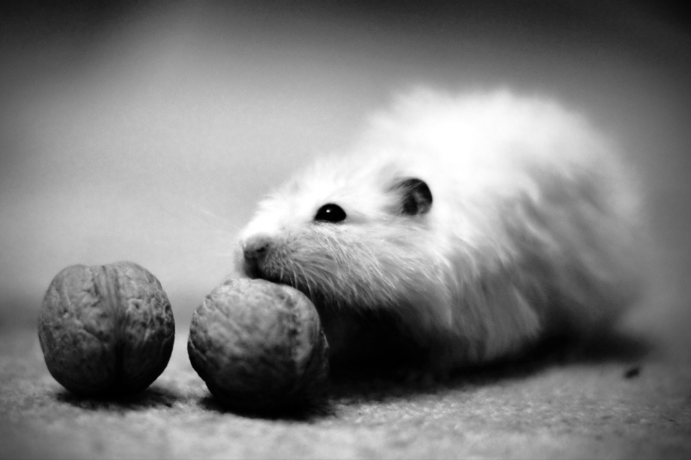 Фотографія Два орешка для хомки / Дима Лупяк / photographers.ua