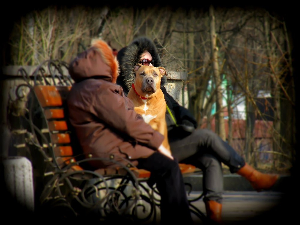 Фотографія собака выгуливает людей) / ...Таня... / photographers.ua
