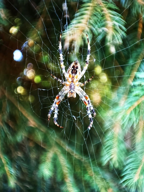 Фотографія Макро / ...Таня... / photographers.ua