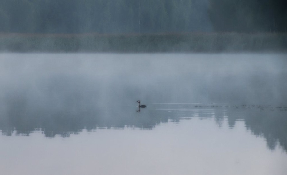 Фотографія туманний ранок / ...Таня... / photographers.ua