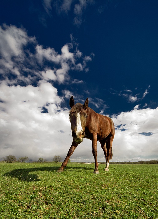 Фотографія пятничная лошадь :) / Mark Ponomarenko / photographers.ua