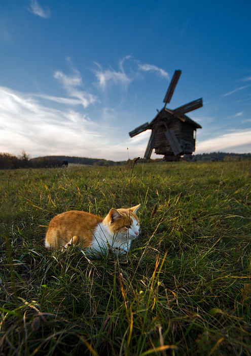 Фотографія осенний пейзаж с котом... / Mark Ponomarenko / photographers.ua