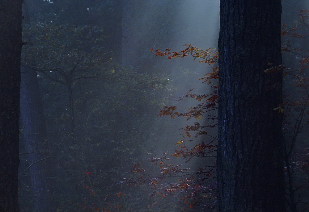 Фотографія В тёмно-синем лесу ... / Ыукпун / photographers.ua