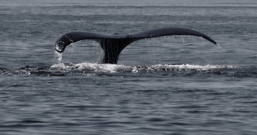 Фотографія Охота на китов / Ыукпун / photographers.ua