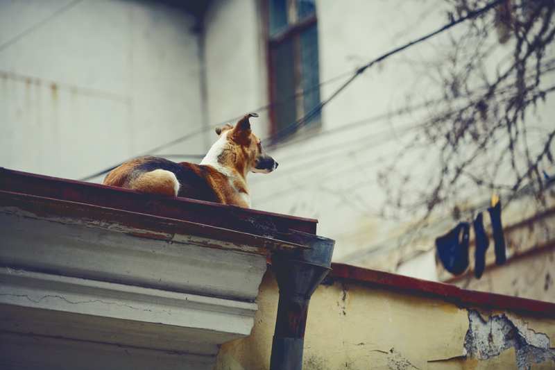 Фотографія Репортаж / Alexander Dolovov / photographers.ua