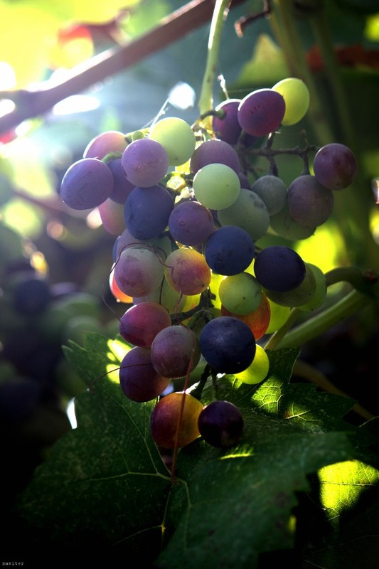 Фотографія Каждый будет жить под своей виноградной лозой. / Ivan Viter / photographers.ua