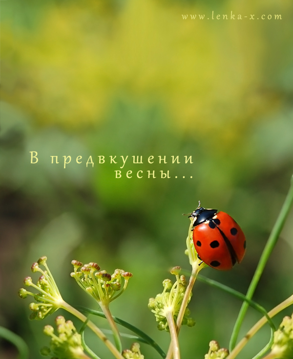 Фотографія О весне... / Гончаренко Елена / photographers.ua