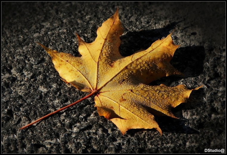 Фотографія Вот и Осень пришла... / D-Studio davidis / photographers.ua