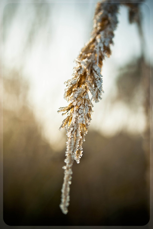 Фотографія ...пшеница в платине... / An Svyryd / photographers.ua