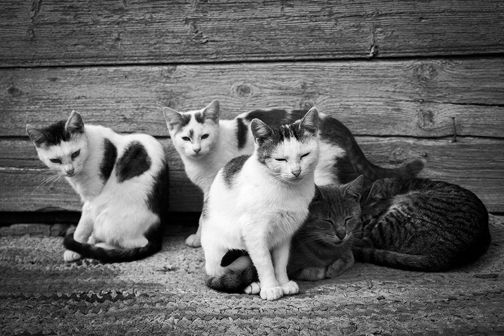 Фотографія Белорусские коты / Сергій Костенков / photographers.ua