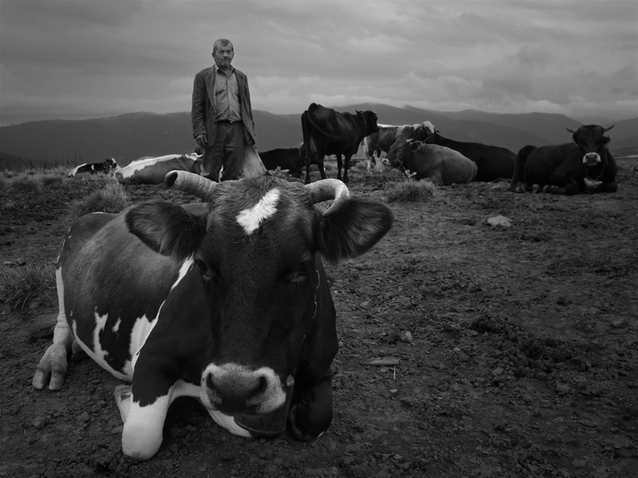 Фотографія Серед корів / Сергій Костенков / photographers.ua