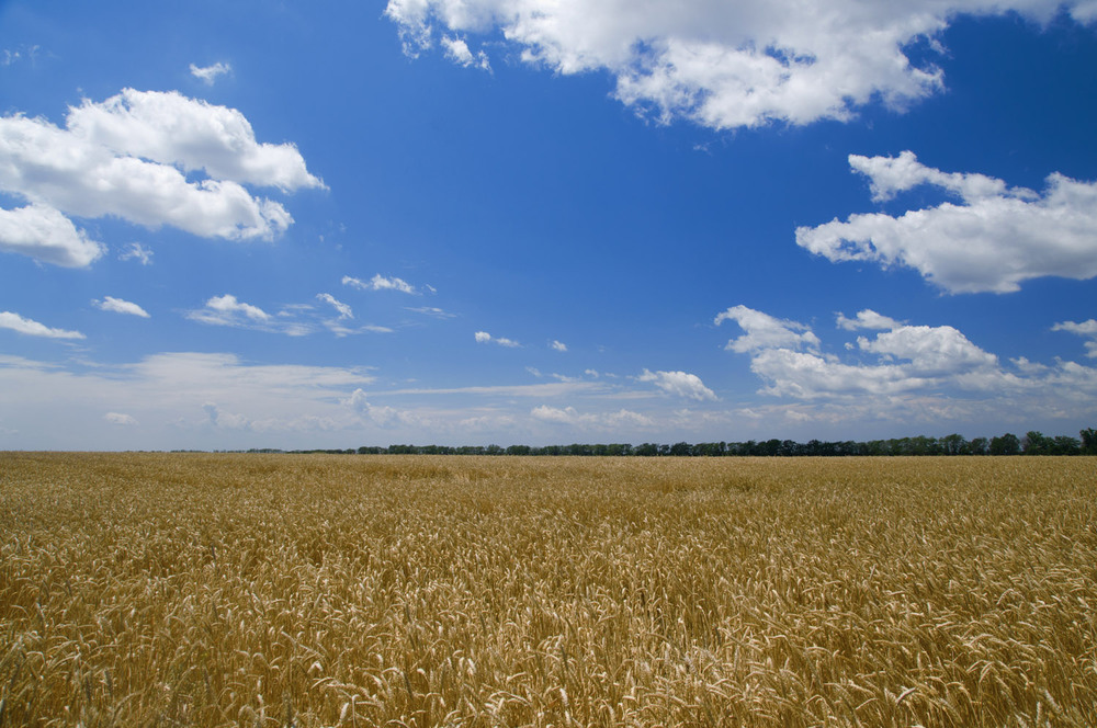 Фотографія Пшеничное поле / Евгений Т / photographers.ua