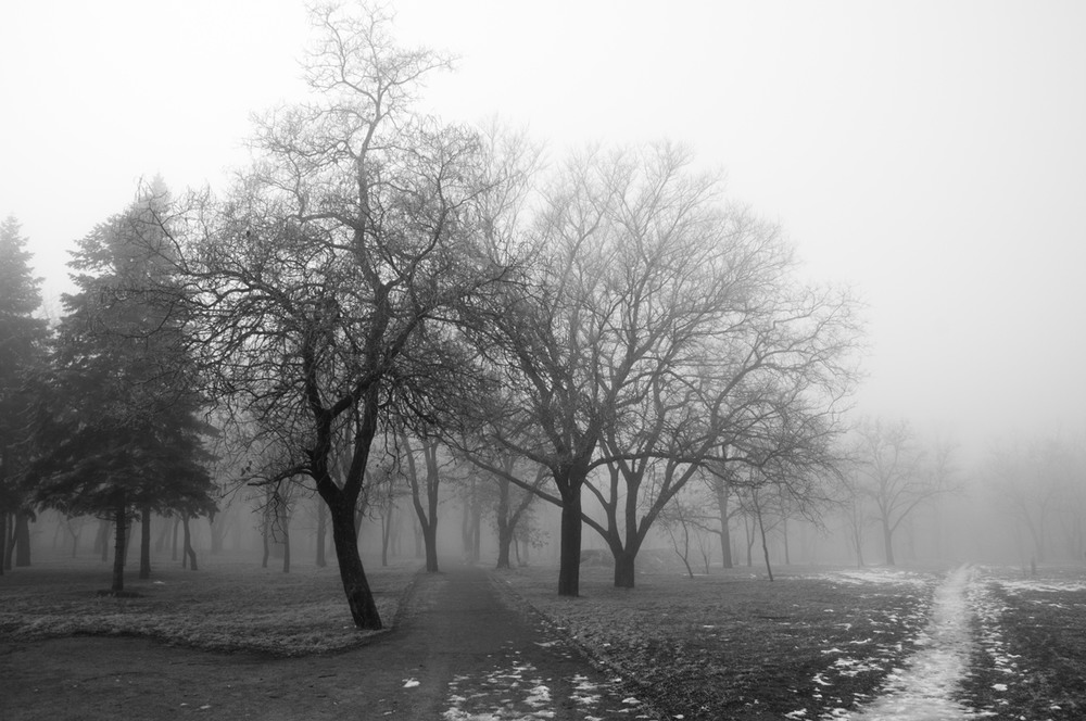Фотографія Два пути в туман / Евгений Т / photographers.ua
