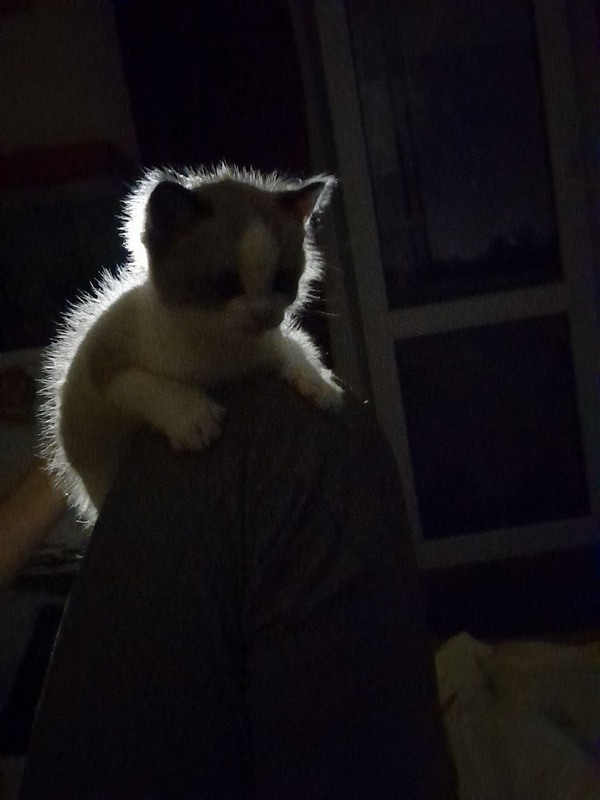 Фотографія +++ / Олена Бджілка / photographers.ua