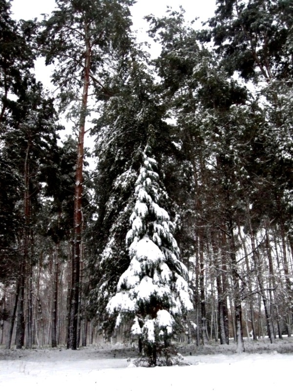 Фотографія в лесу родилась елочка... / Tanya Krivoshey / photographers.ua
