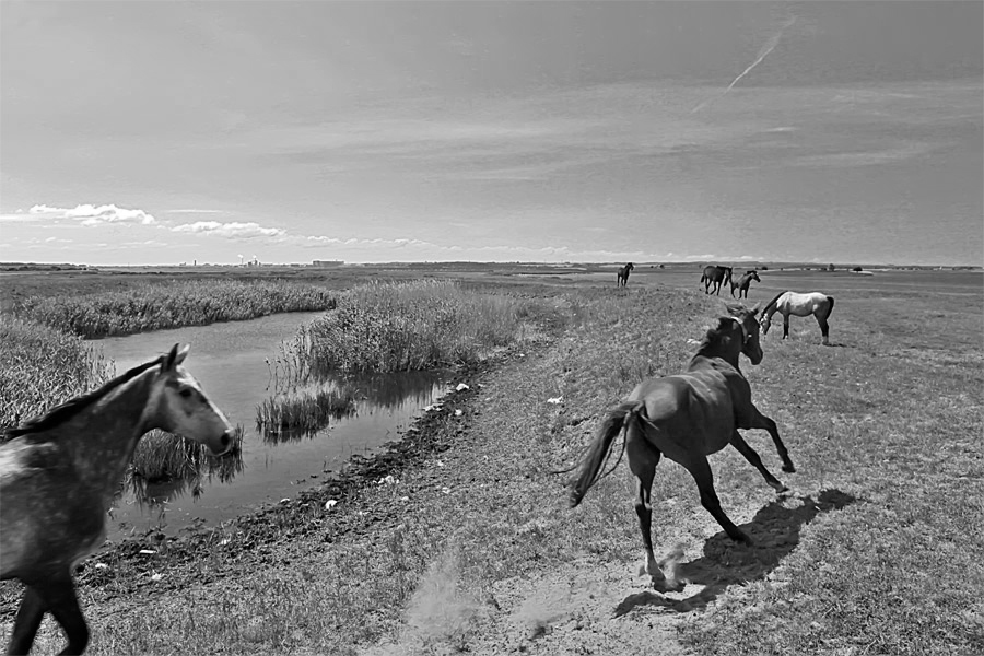 Фотографія 0227  Ходят кони над рекою / Valziwa / photographers.ua
