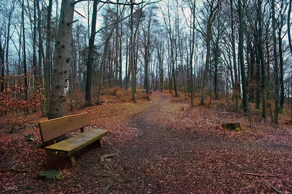 Фотографія 0047 Тропинка в лес / Valziwa / photographers.ua