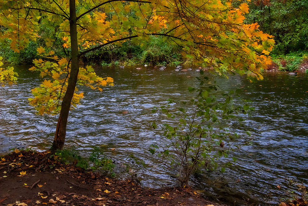 Фотографія Вирувала річка через осінь / Valziwa / photographers.ua