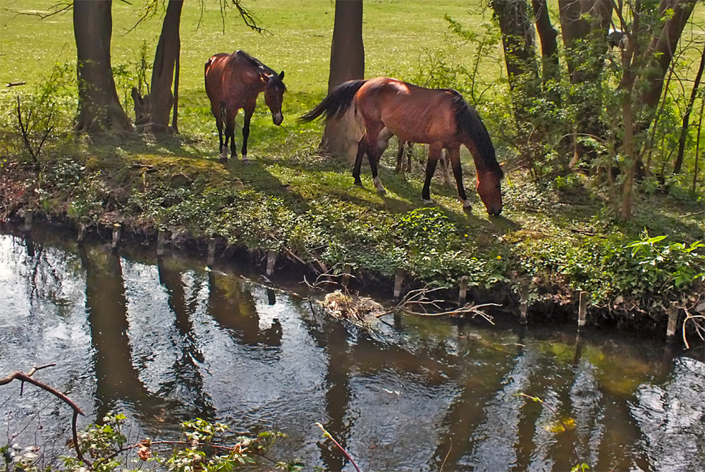 Фотографія 0563  У реки пасутся кони.... / Valziwa / photographers.ua