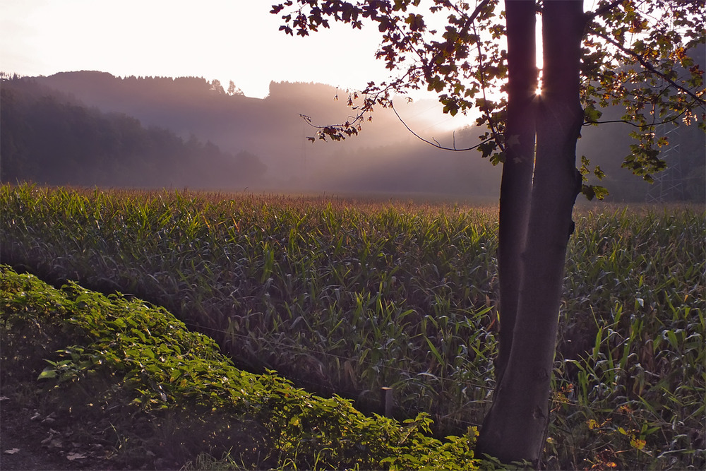 Фотографія 0601  Сентябрьское утро кукурузного поля / Valziwa / photographers.ua