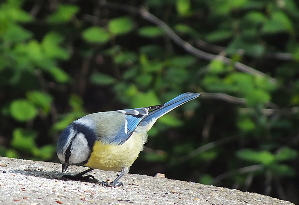 Фотографія 0291  Зёрнышко к зёрнышку... / Valziwa / photographers.ua