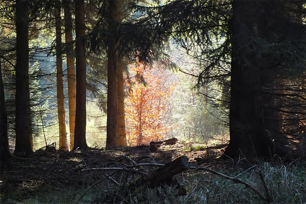 Фотографія 0641  О том, как осень в лесу заблудилась... / Valziwa / photographers.ua