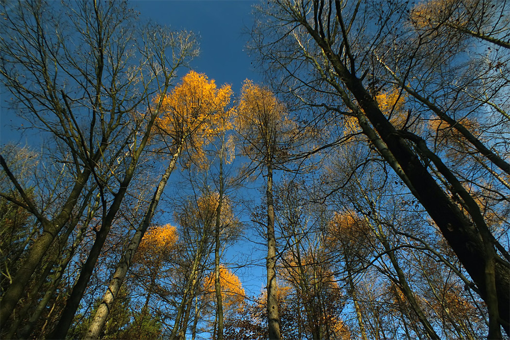 Фотографія 0643  По макушкам деревьев резво осень скакала... / Valziwa / photographers.ua