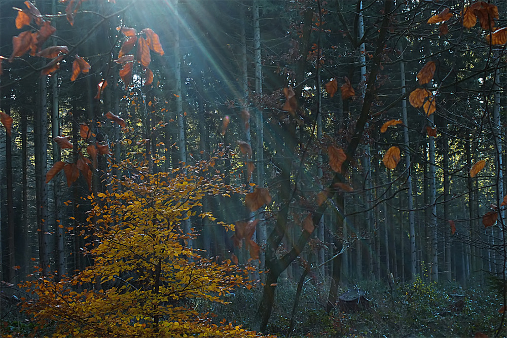 Фотографія 0640  Осень, обрамлённая светом... / Valziwa / photographers.ua