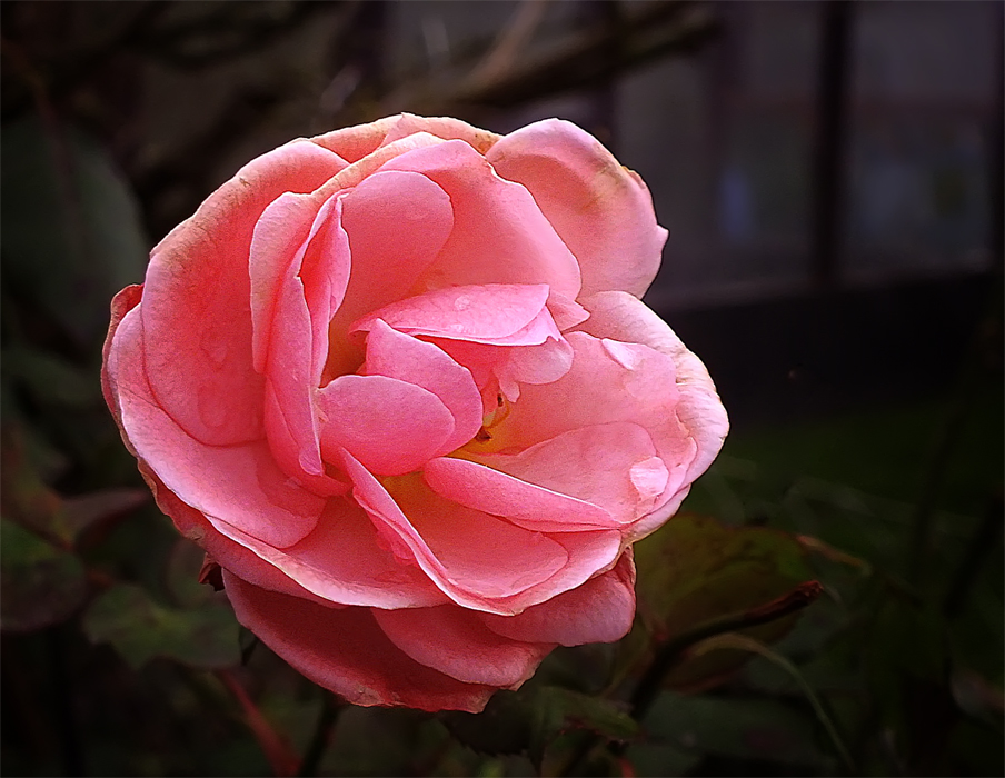 Фотографія Последняя роза ... августа... / Valziwa / photographers.ua