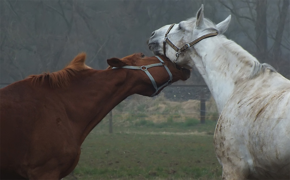 Фотографія 0801 Почуяв март, влюблялись кони... / Valziwa / photographers.ua
