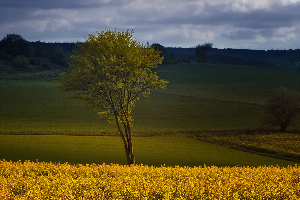 Фотографія 0473  Весной  и одиноким деревьям грустно... / Valziwa / photographers.ua
