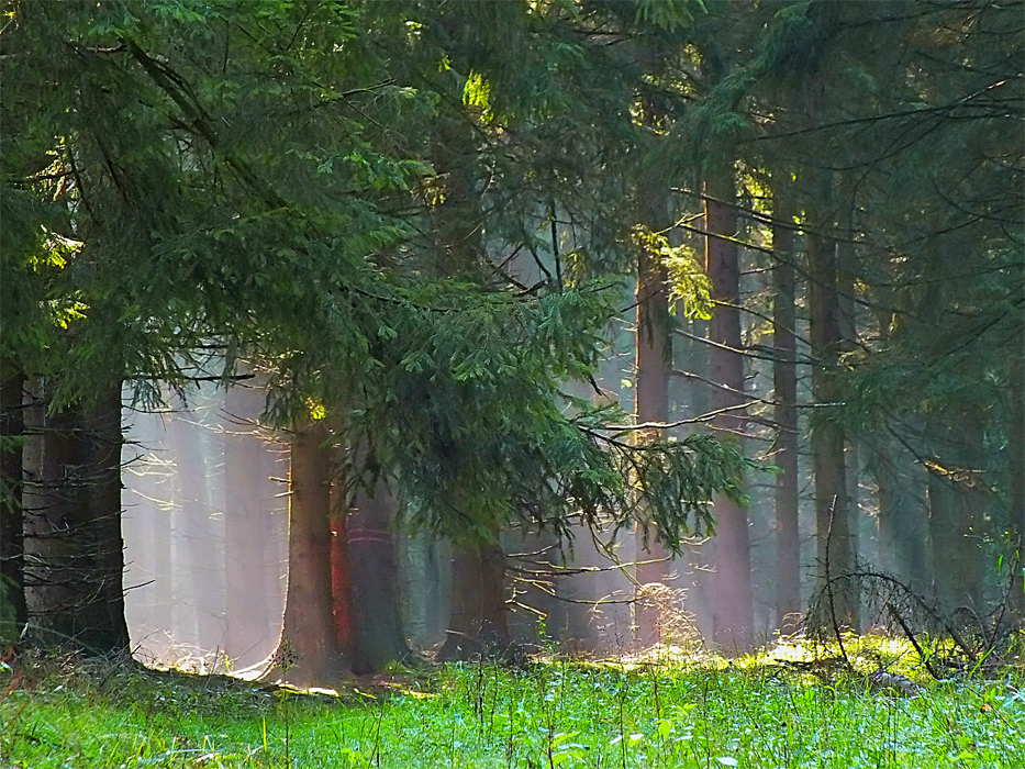 Фотографія Утро сентября в лесу / Valziwa / photographers.ua
