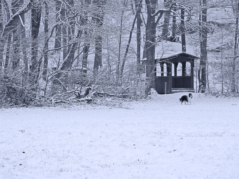 Фотографія Первый снег этой зимы / Valziwa / photographers.ua