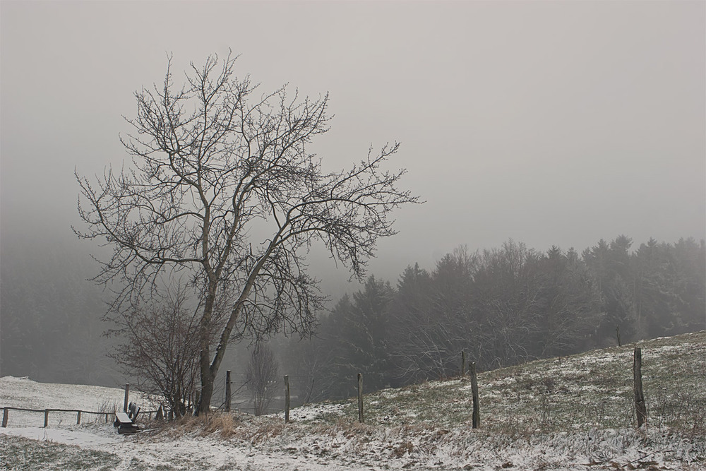 Фотографія 0068  В туманный зимний день / Valziwa / photographers.ua