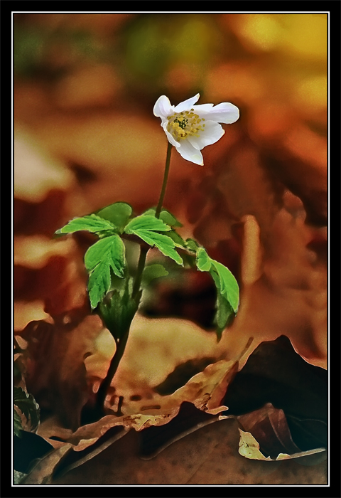 Фотографія 0085  Тёплой осени цветок / Valziwa / photographers.ua
