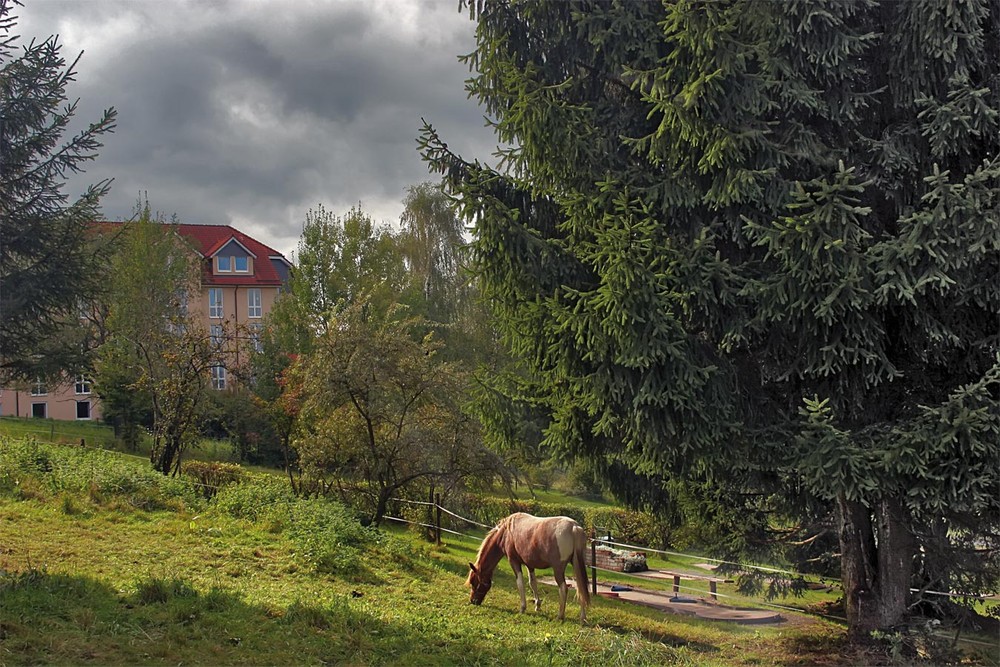 Фотографія 0036 Вид с  рыжей лошадью / Valziwa / photographers.ua