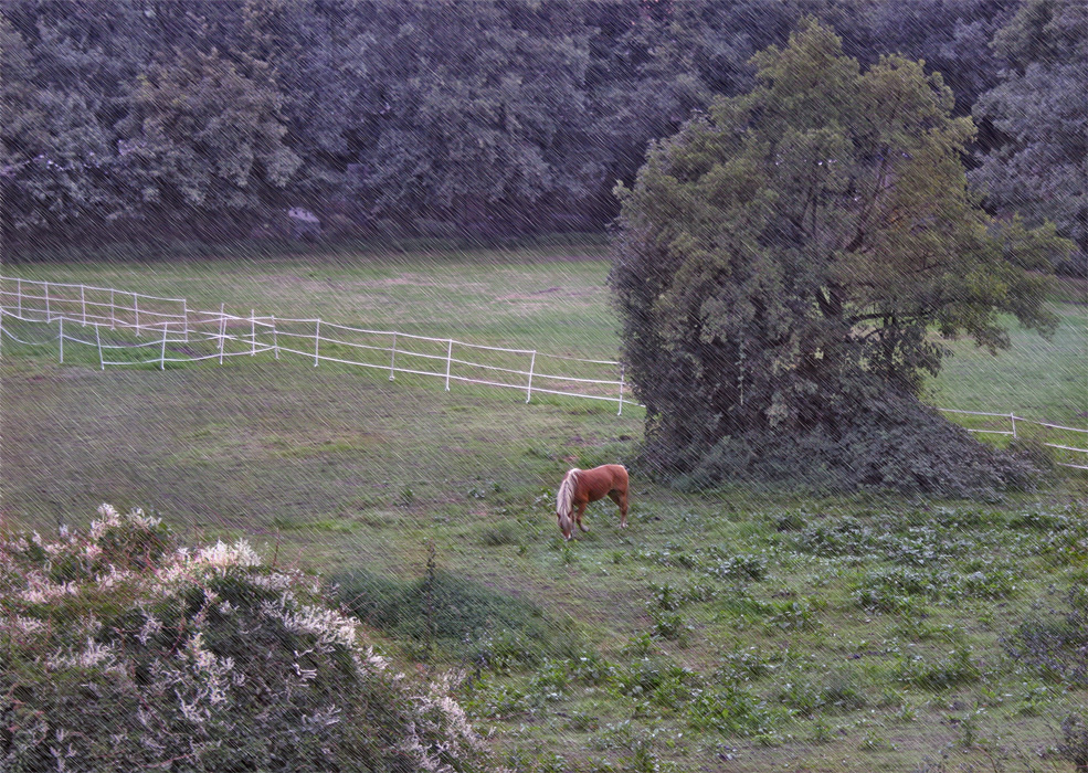 Фотографія 0251  Рыжая лошадь дождливым утром / Valziwa / photographers.ua
