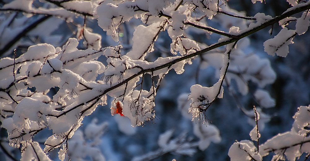 Фотографія Несподіваний сніг / Valziwa / photographers.ua