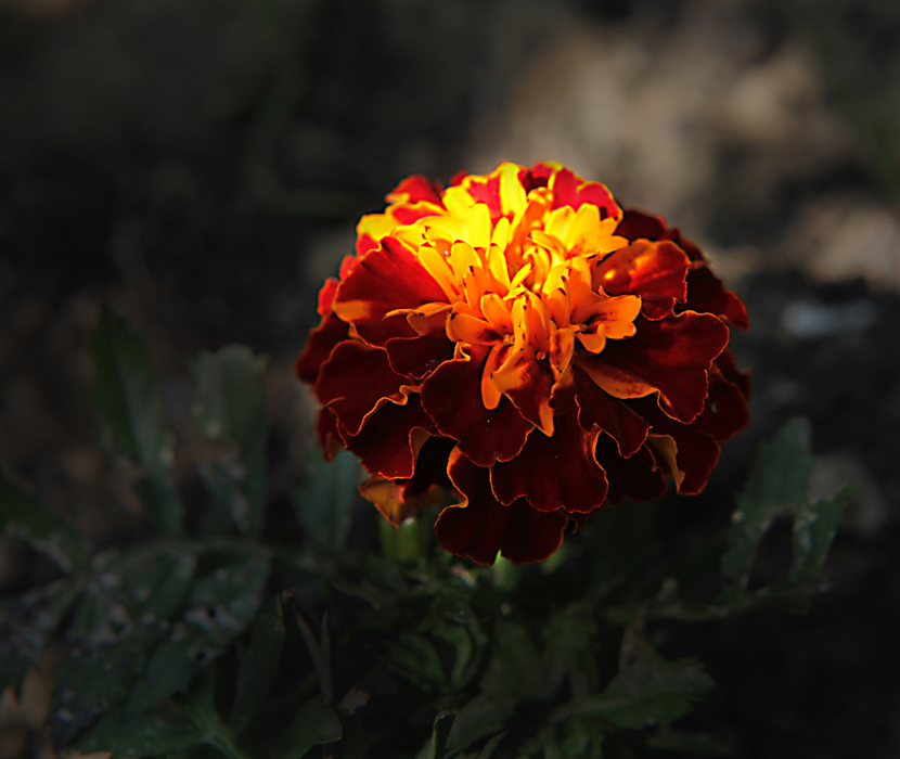 Фотографія Отблески костра в цветке... / Valziwa / photographers.ua