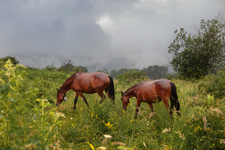 Фотографія ...как на горке - на горе кони те паслися... / Valziwa / photographers.ua