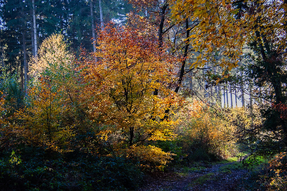 Фотографія Осень по лесу гуляет / Valziwa / photographers.ua