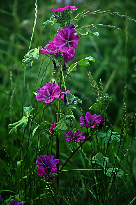 Фотографія Польовий квітка / Valziwa / photographers.ua