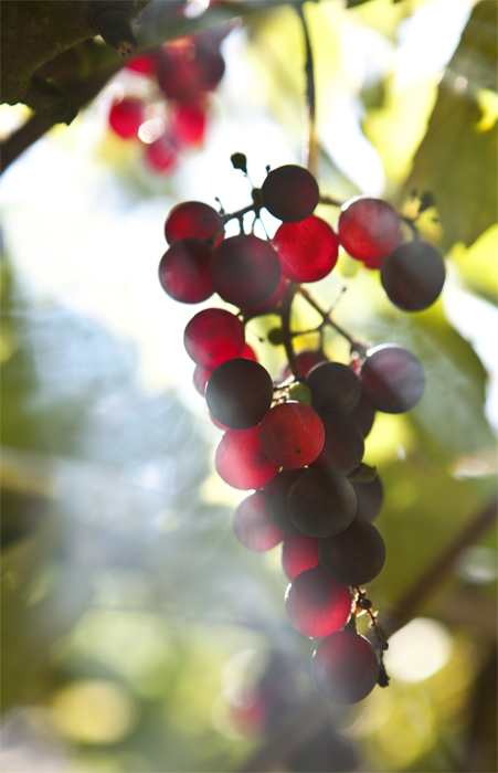 Фотографія 0913 Последняя гроздь винограда / Valziwa / photographers.ua