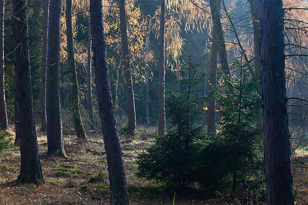Фотографія 0030 Начало осени в лесу / Valziwa / photographers.ua