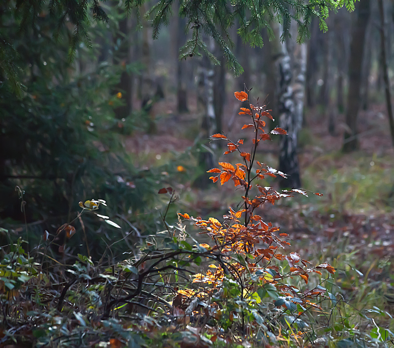 Фотографія Новогодний этюд в нашем лесу / Valziwa / photographers.ua