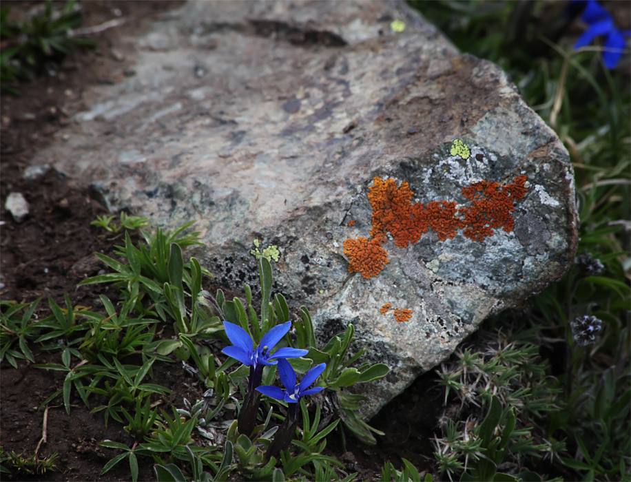 Фотографія 0560 Цветёт земля, цветут и камни / Valziwa / photographers.ua